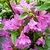 Rhododendron Purple Splendor (3)