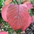 Viburnum plicatum Rotundifolium (4)