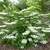 Viburnum plicatum Shasta (4)