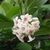 Viburnum suspensum (1)