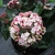 Viburnum tinus Lisarose (3)