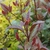 VIBURNUM tinus Purpureum