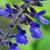 Salvia Indigo Spires
