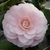 Camellia japonica Nuccio's Cameo (2)
