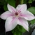Clematis Pink Fantasy