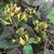 Lonicera henryi Copper Beauty (3)