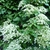 Hydrangea anomala petiolaris (6)