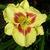 Hemerocallis Monterey Jack