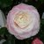 Camellia japonica Nuccio's Pearl