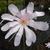 Magnolia loebneri Leonard Messel (1)