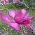 Magnolia Vulcan (15)