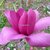 Magnolia Vulcan (19)