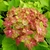 Hydrangea macrophylla Schloss Wackerbach