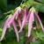 Campanula Pink Octopus (2)