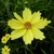 Coreopsis Full Moon (2)