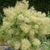 Cotinus Young Lady