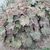 Heuchera Bronze Beauty