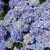 Hydrangea macrophylla Niedersachsen (1)
