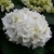 Hydrangea macrophylla Schneeball