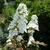 Hydrangea quercifolia Snowqueen (1)