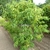Quercus myrsinifolia