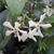 Trachelospermum jasminoides Wilsonii