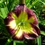 Hemerocallis Night Beacon (2)