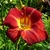 Hemerocallis Scarlock (2)