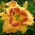 Hemerocallis All Fired Up (2)