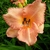 Hemerocallis Magic Kiss (3)