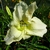 Hemerocallis White Temptation (3)