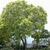 Cinnamomum camphora (4)