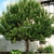 Pinus pinea (2)