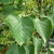 Tilia henryana (3)