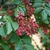 Zanthoxylum piperitum