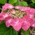 Hydrangea macrophylla Fasan (2)