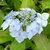 Hydrangea serrata Blue Deckle (6)