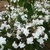 Hydrangea serrata Hakucho (6)