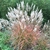 Miscanthus sinensis Ferner Osten (3)