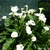 Calla palustris (2)