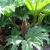Gunnera tinctoria (2)