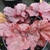 Heuchera Beaujolais