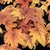 Heucherella Sweet Tea (2)