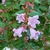 Abelia Edward Goucher (1)