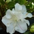 Rhododendron Encore Starlite (2)