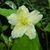 Kerria japonica Albescens (2)