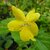 Kerria japonica Golden Guinea (1)