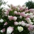 Hydrangea paniculata Vanille Fraise