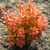 Berberis thunbergii Orange Ice (2)
