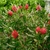 Callistemon laevis (3)